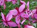 Onagraceae - Epilobium fleiischeri_1